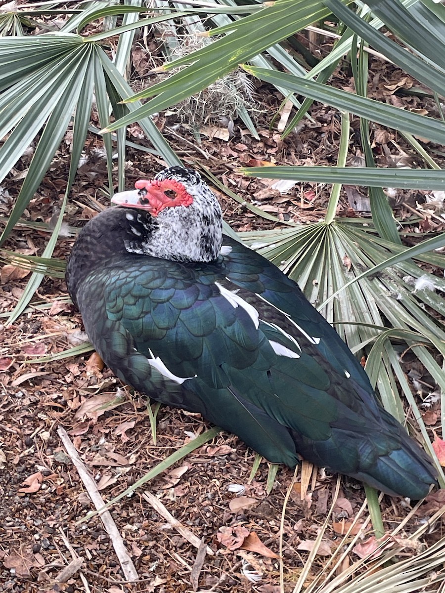 Muscovy Duck (Domestic type) - ML646568679