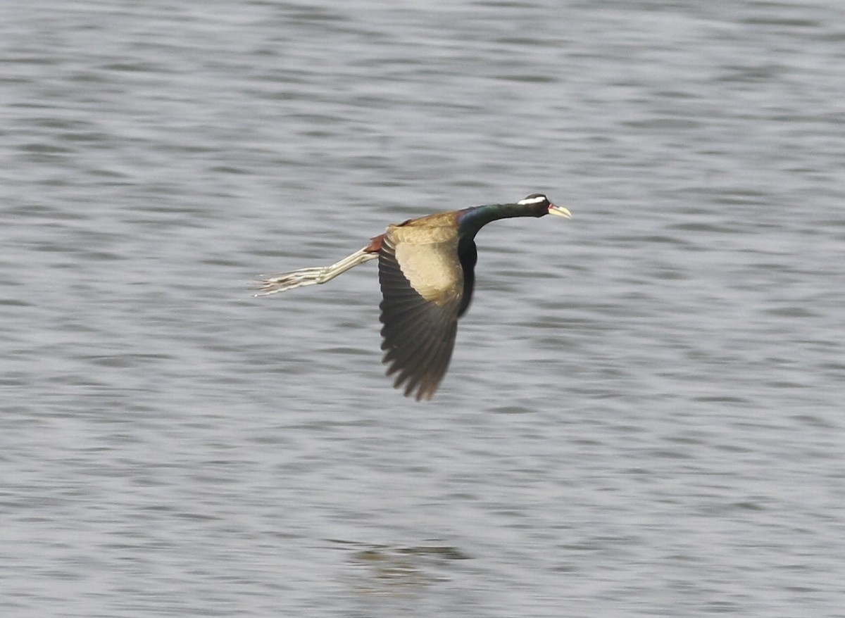 ostnák hnědoocasý - ML646568680