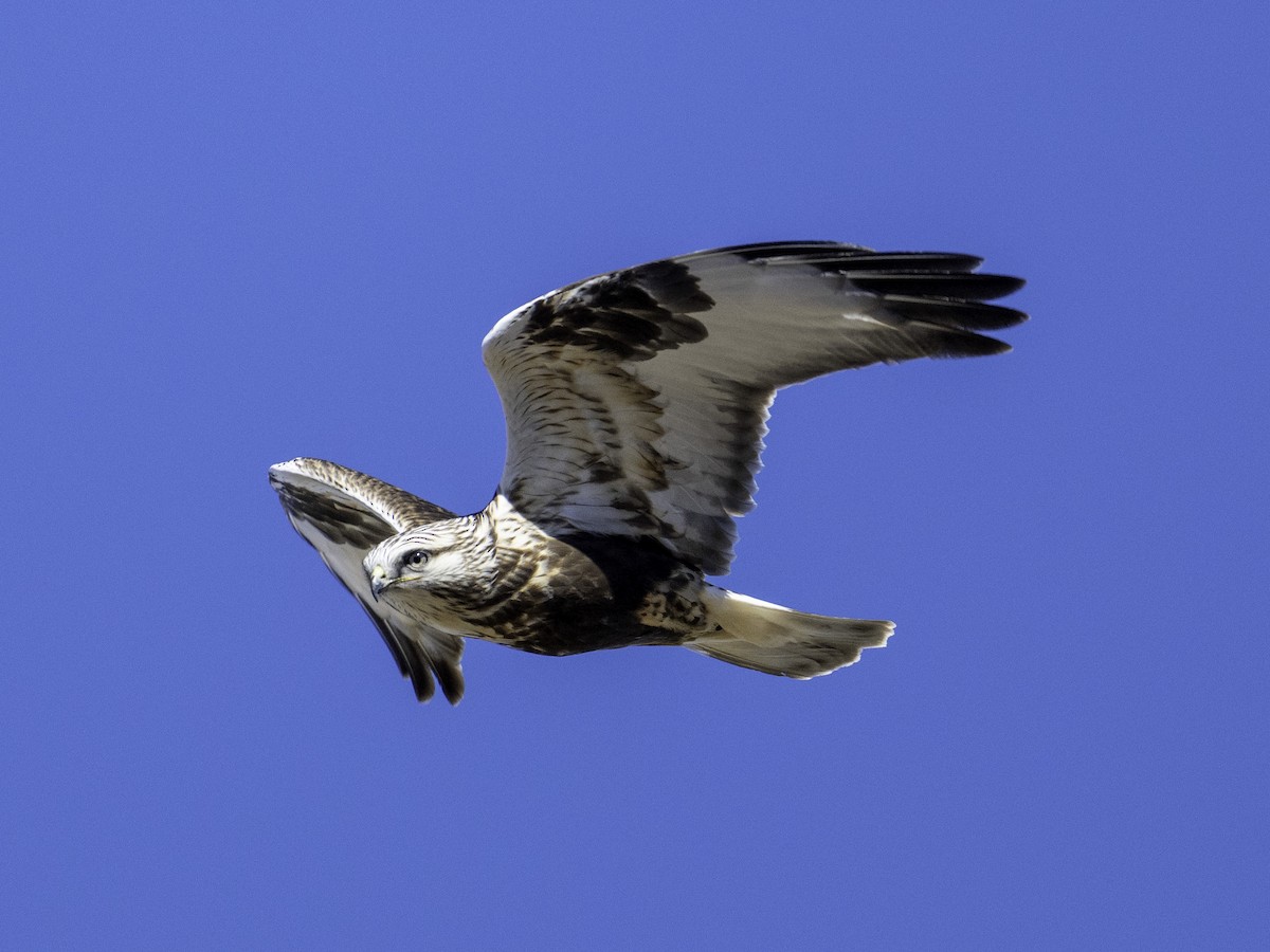 ケアシノスリ - ML646568684