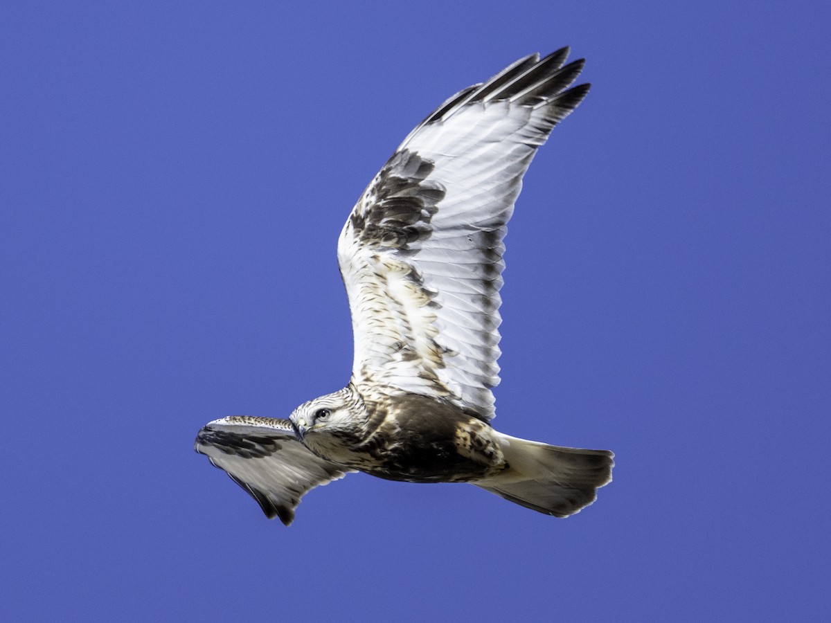 ケアシノスリ - ML646568685