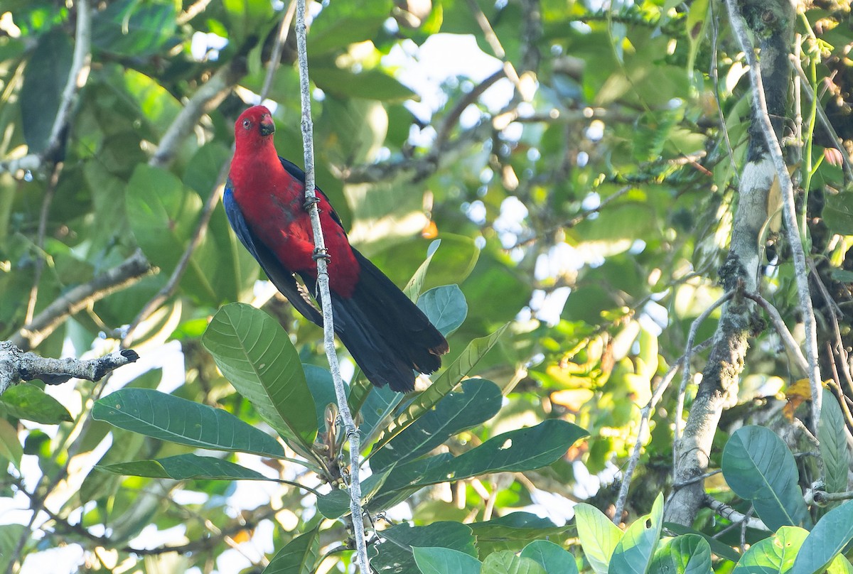 Moluccan King-Parrot - ML646568686