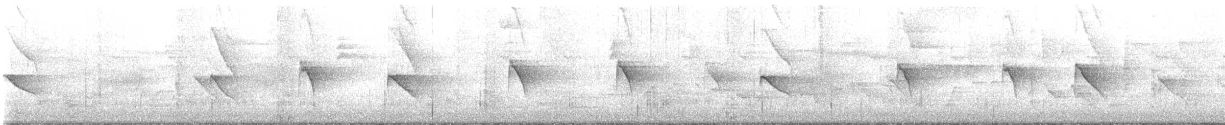 Dot-winged Antwren - ML646568688