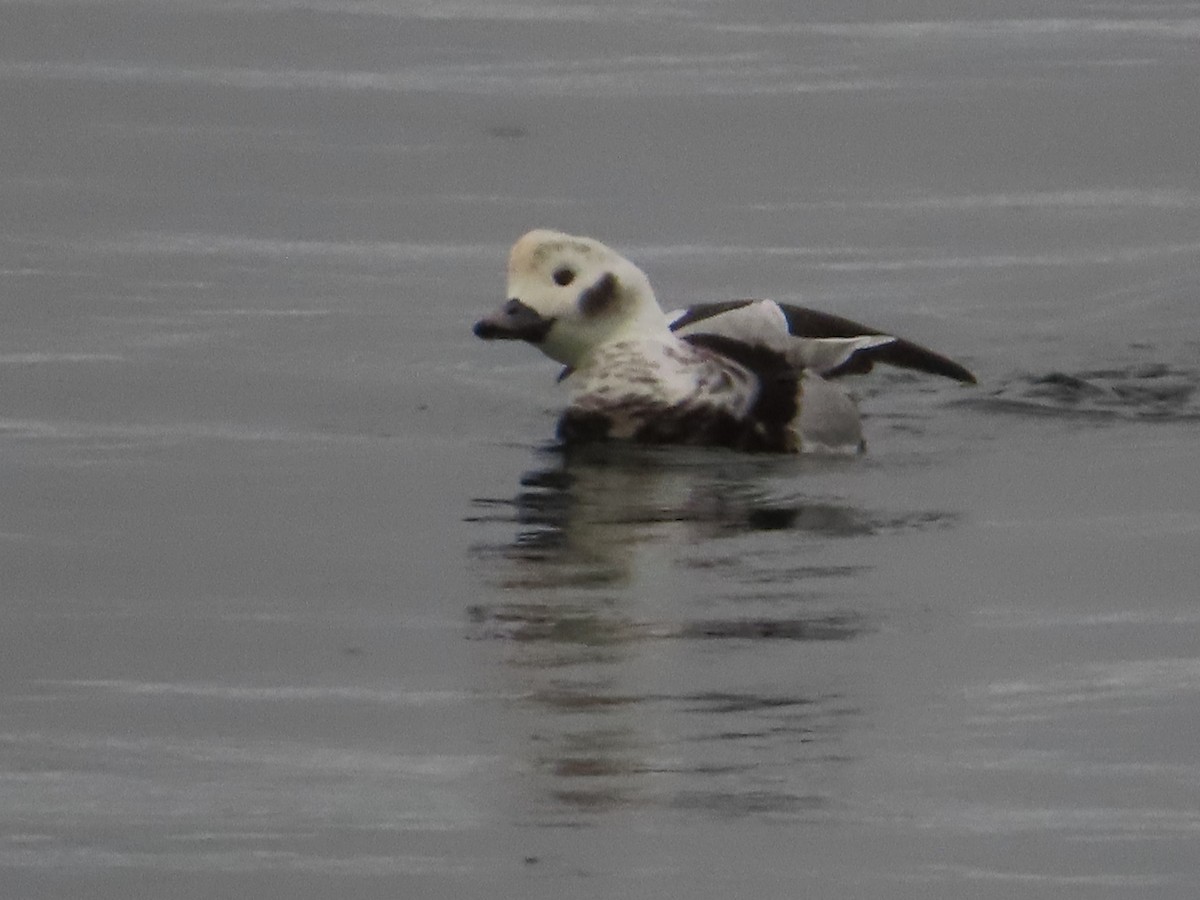 Long-tailed Duck - ML646568690