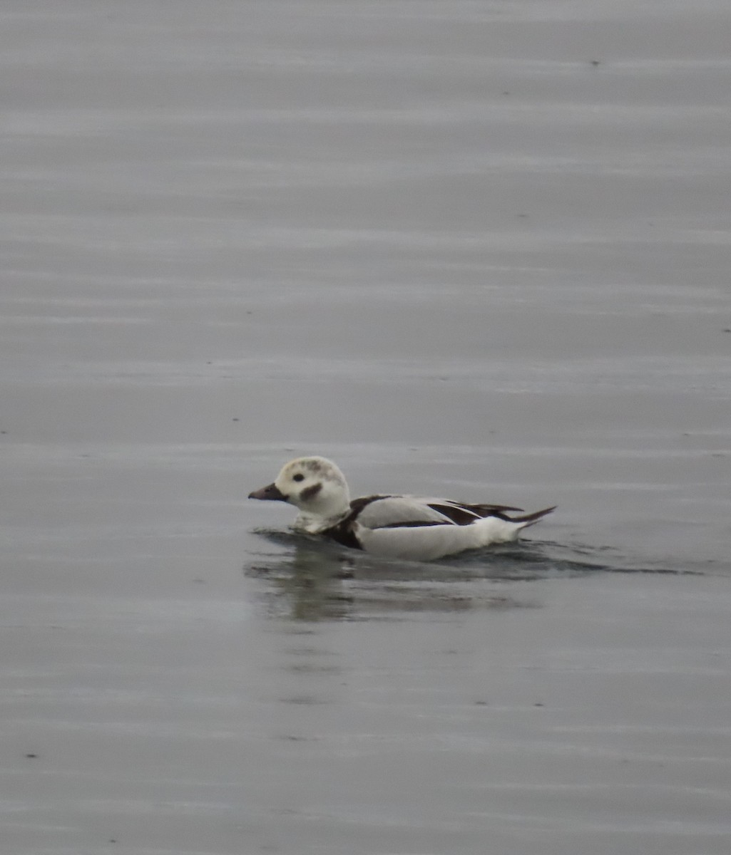 Long-tailed Duck - ML646568693