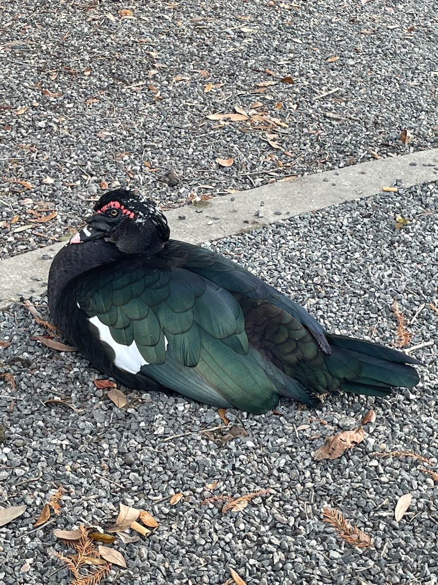 Muscovy Duck (Domestic type) - ML646568695