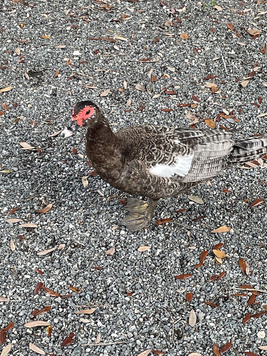 Muscovy Duck (Domestic type) - ML646568696