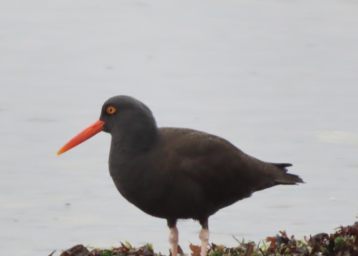 Black Oystercatcher - ML646568697