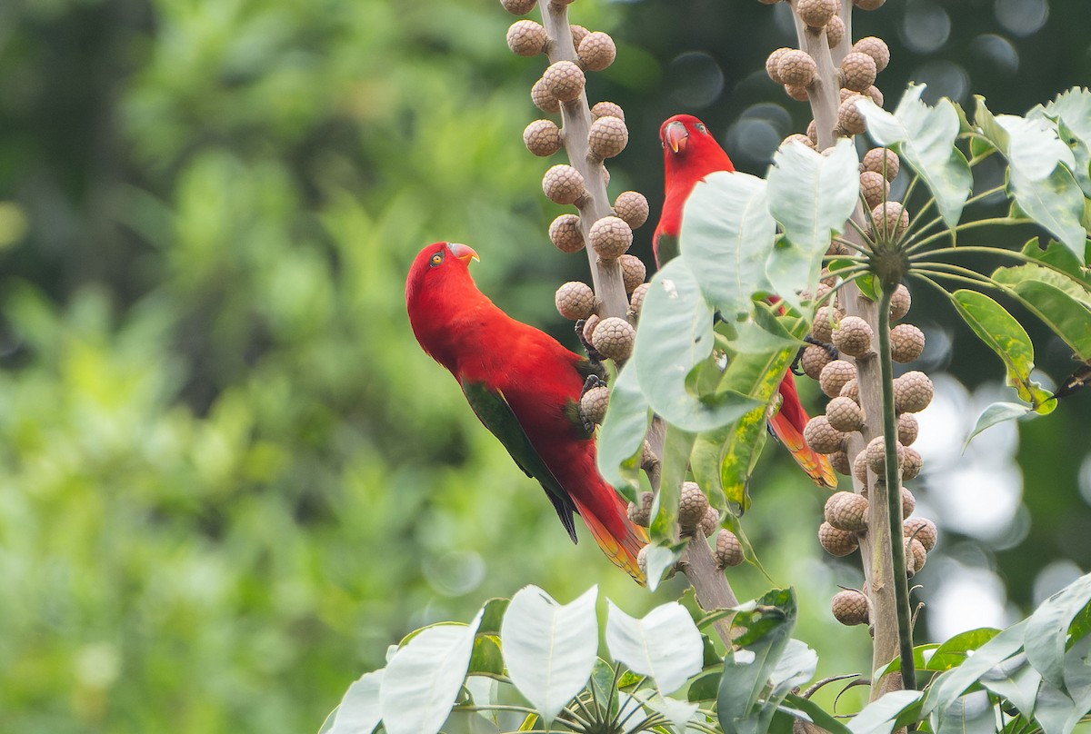 Chattering Lory - ML646568701