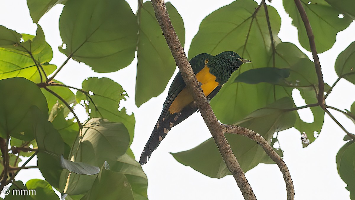 African Emerald Cuckoo - ML646568702