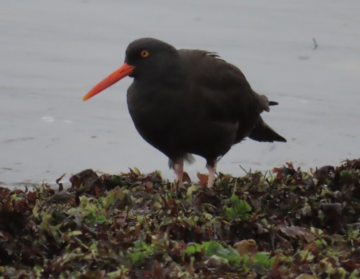 Black Oystercatcher - ML646568703
