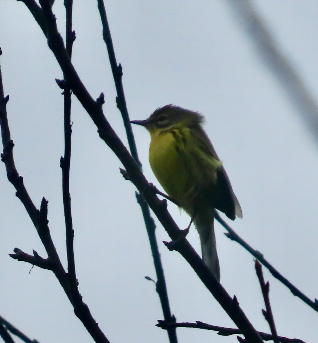 Prairie Warbler - ML646568705