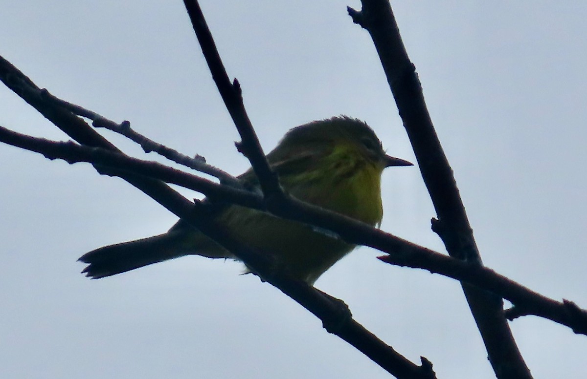 Prairie Warbler - ML646568706