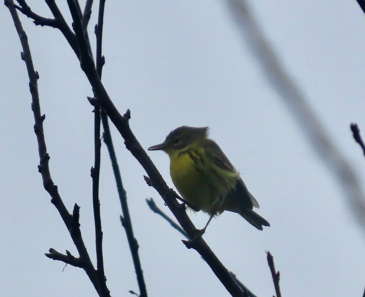 Prairie Warbler - ML646568707