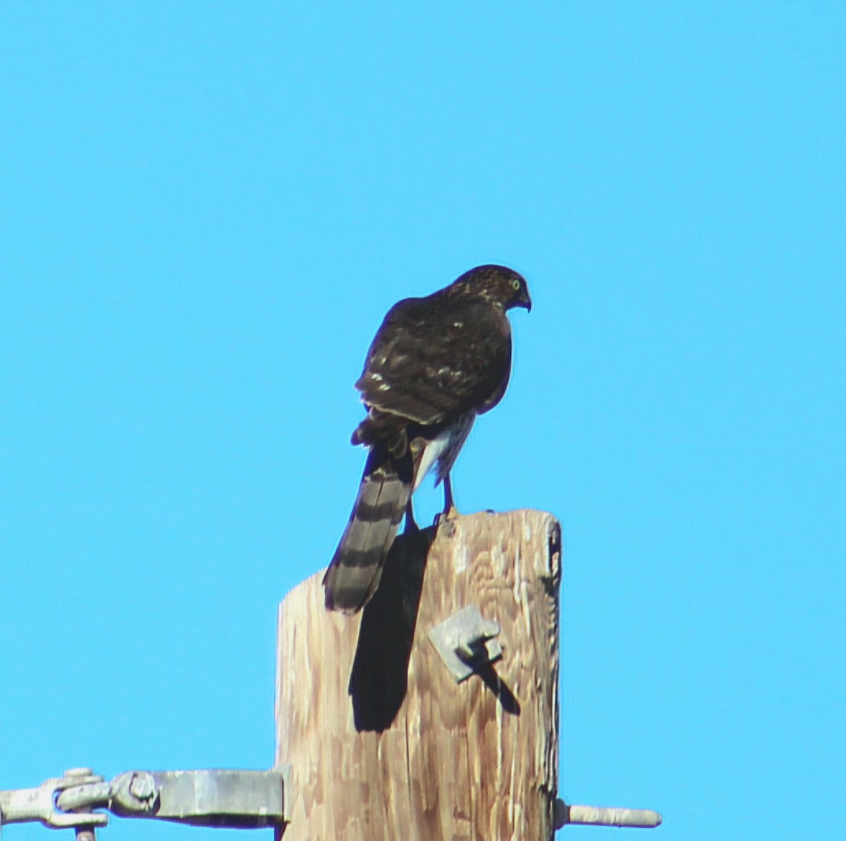Cooper's Hawk - ML646568708