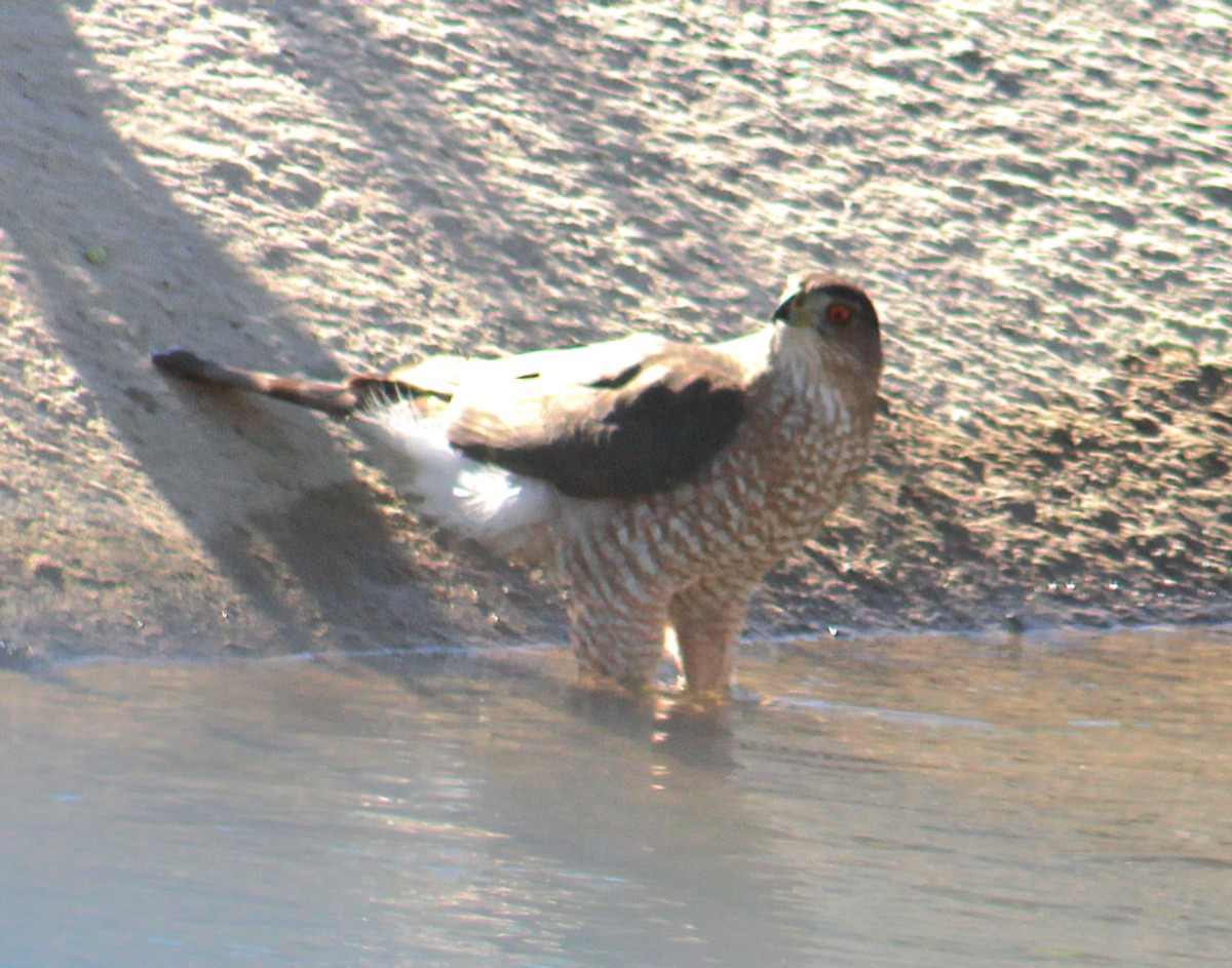 Cooper's Hawk - ML646568710