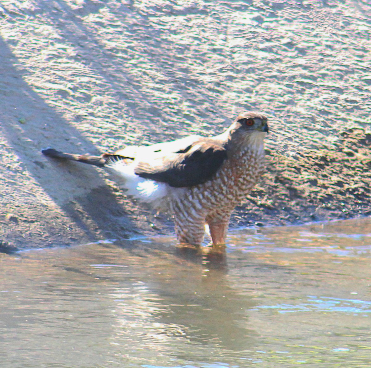 Cooper's Hawk - ML646568711