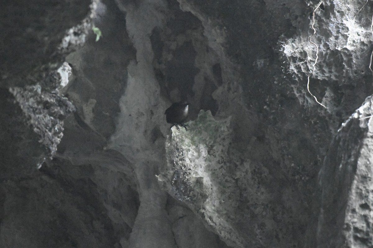 Nava's Wren - ML646568712