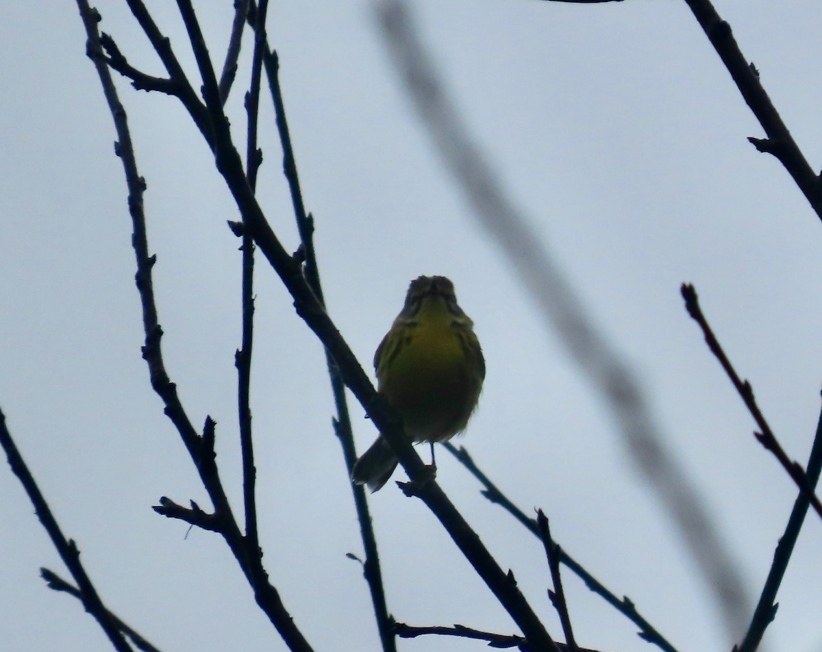 Prairie Warbler - ML646568713