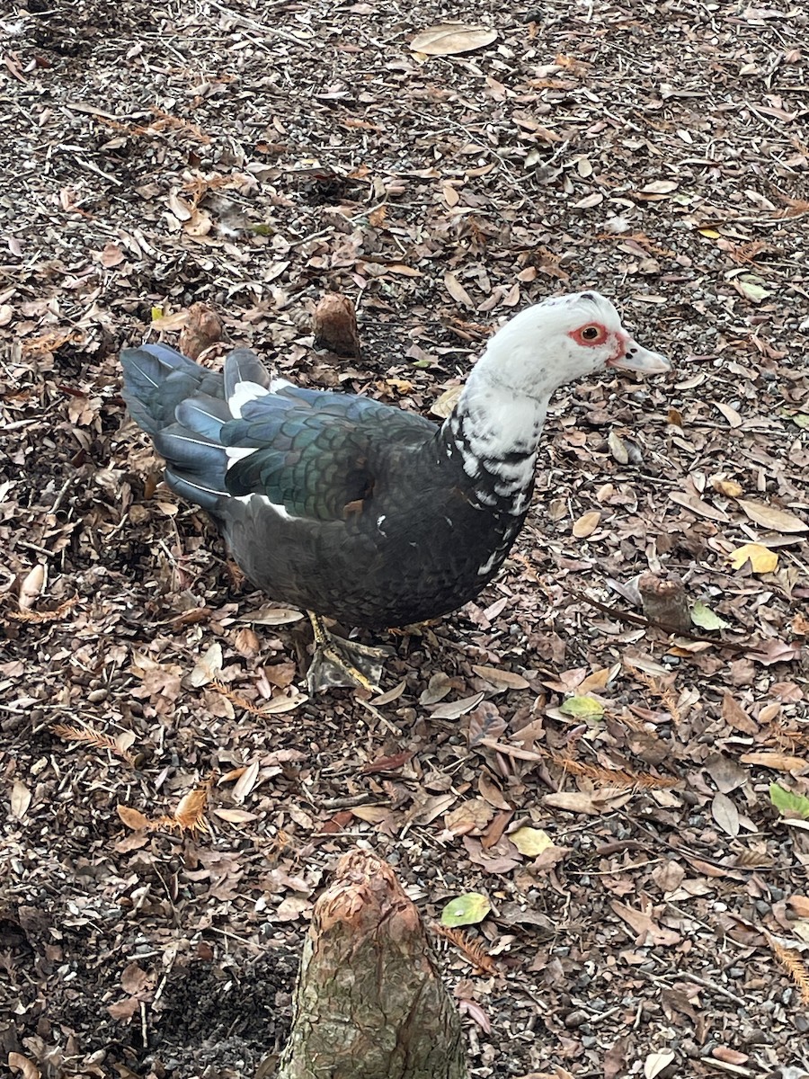 Muscovy Duck (Domestic type) - ML646568714