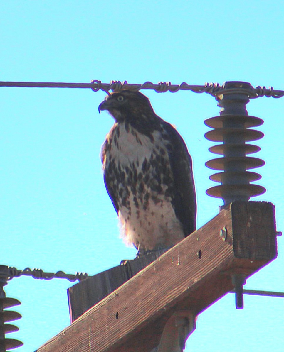 Red-tailed Hawk - ML646568718