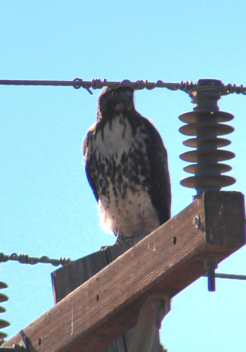 Red-tailed Hawk - ML646568719
