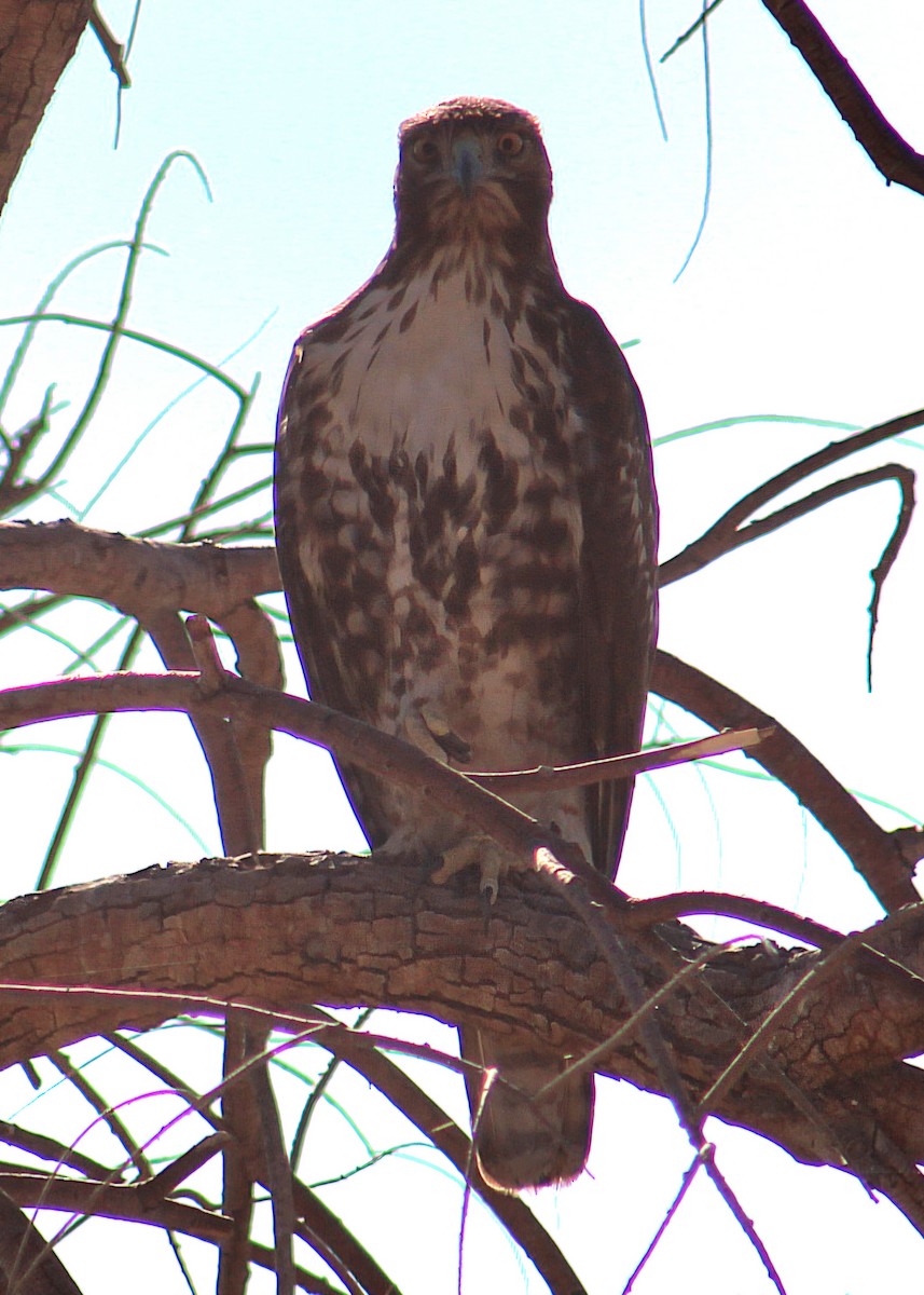 Red-tailed Hawk - ML646568720