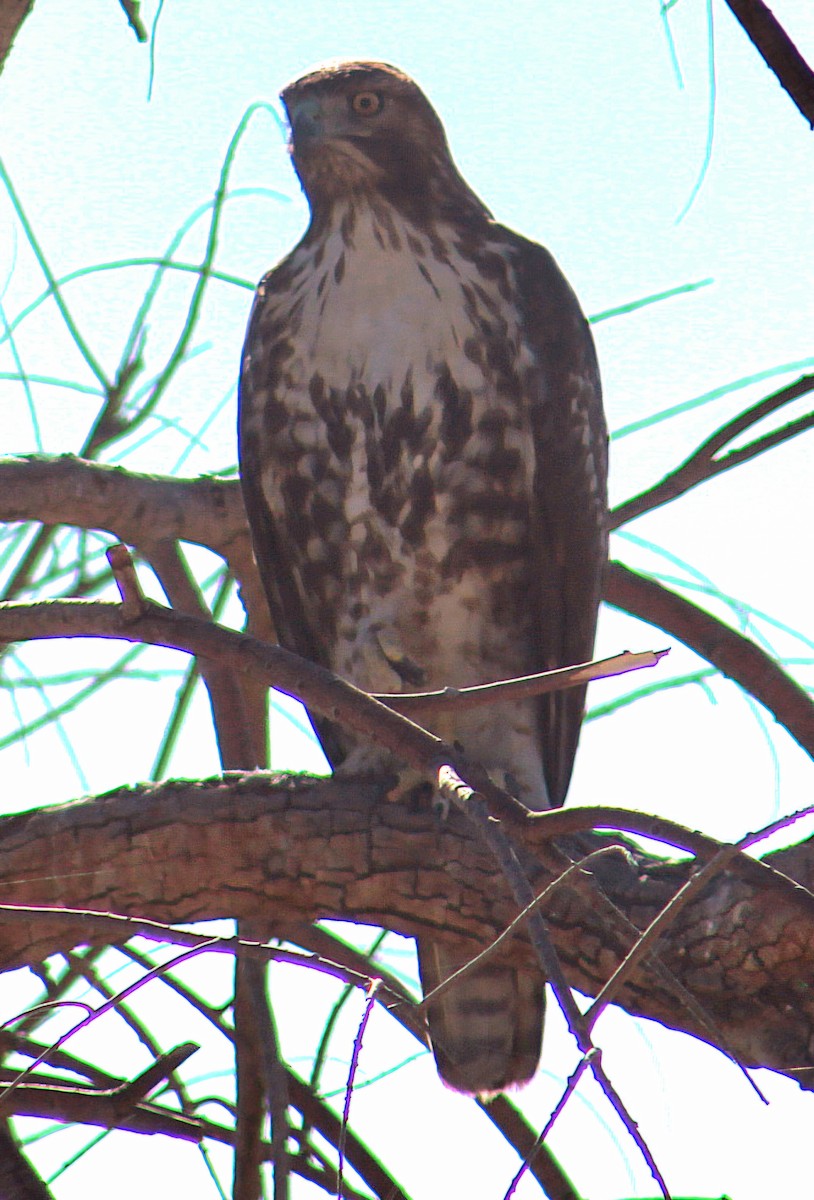 Red-tailed Hawk - ML646568721
