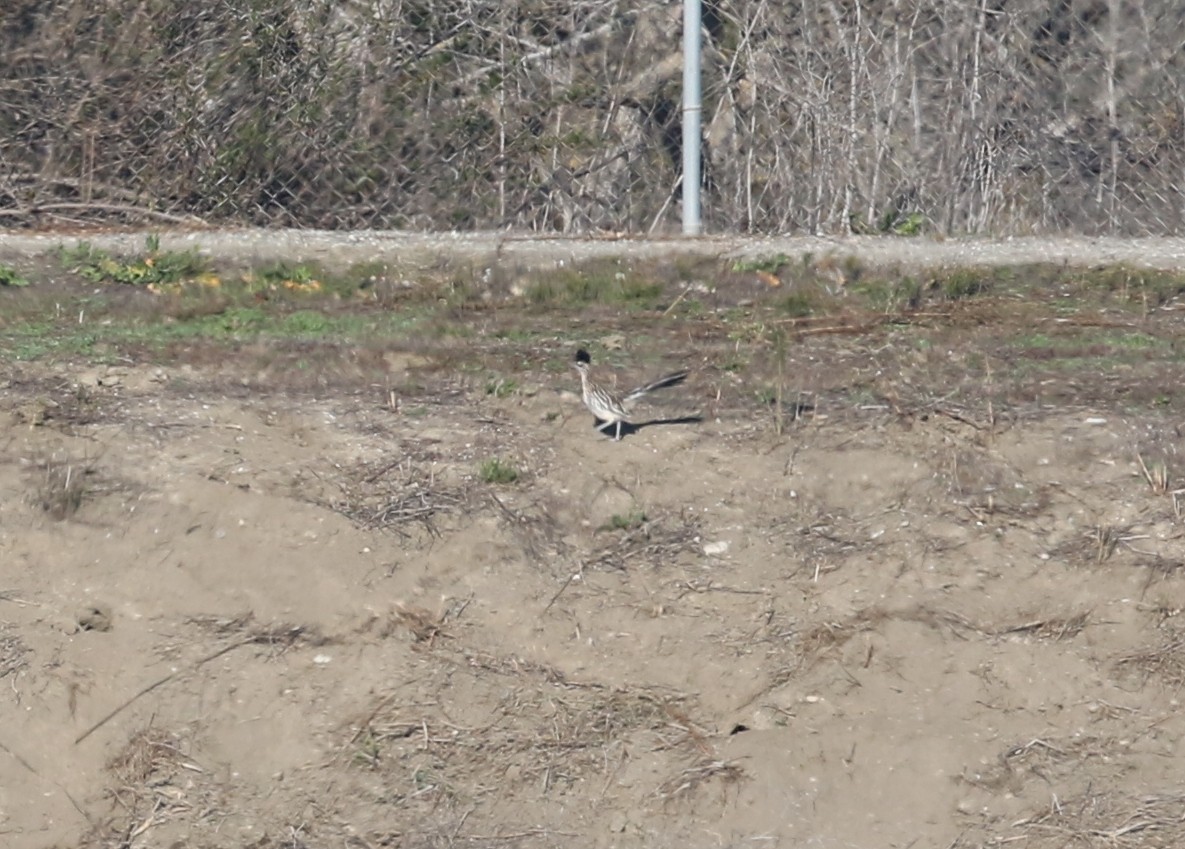 kukačka kohoutí - ML646568722