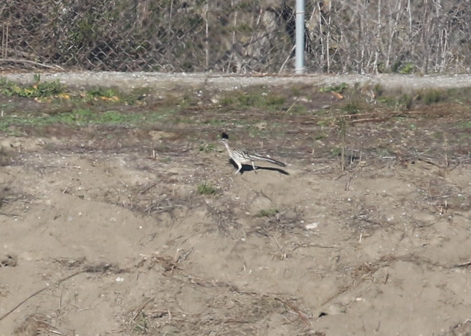 kukačka kohoutí - ML646568723