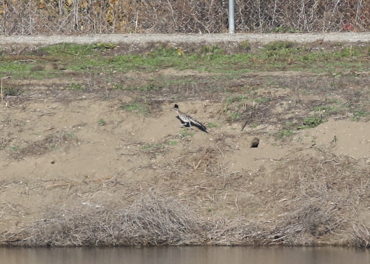 kukačka kohoutí - ML646568724