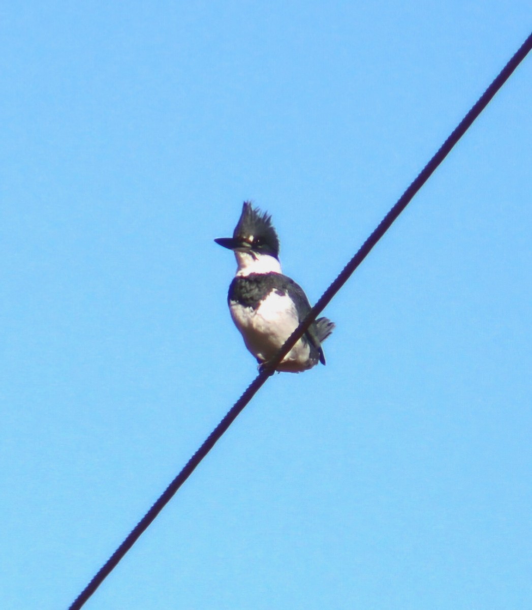 Belted Kingfisher - ML646568727