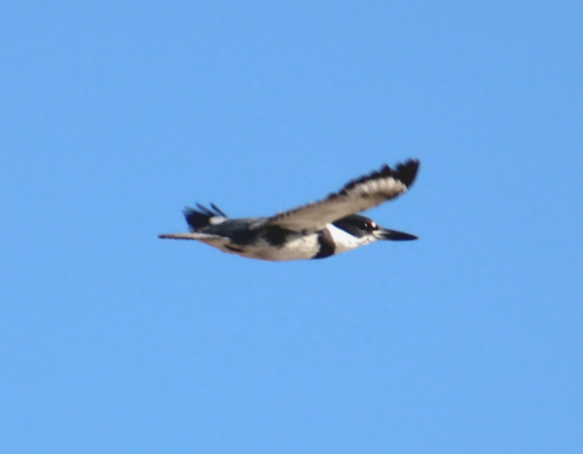 Belted Kingfisher - ML646568728