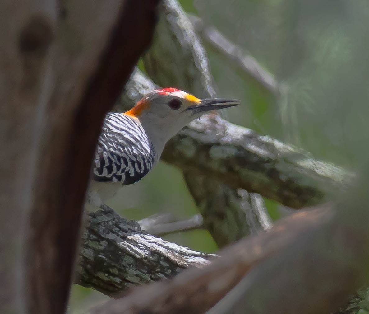 Golden-fronted Woodpecker - ML646568729
