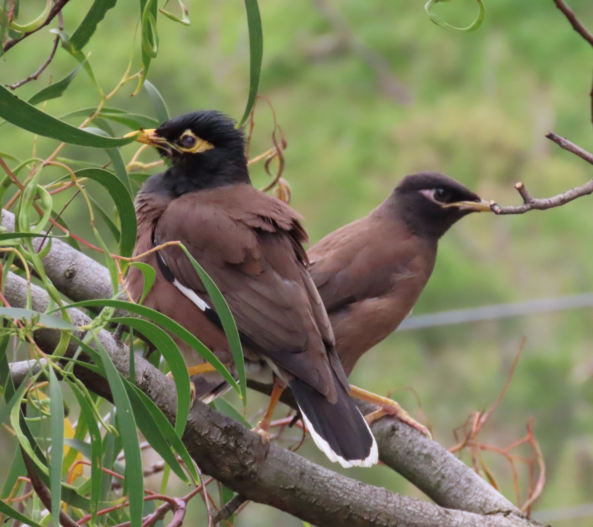 Hirtenmaina - ML646568730