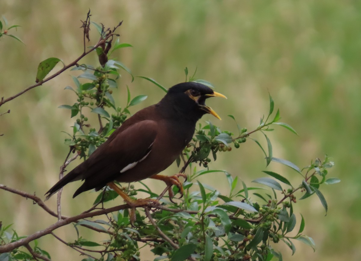 Hirtenmaina - ML646568731