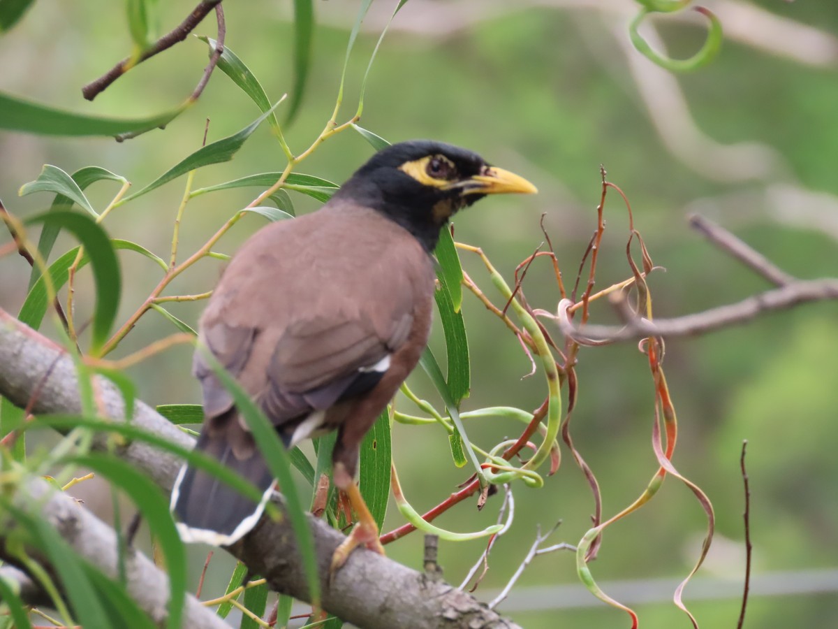 Hirtenmaina - ML646568734