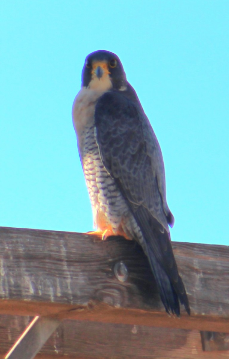 Peregrine Falcon - ML646568735