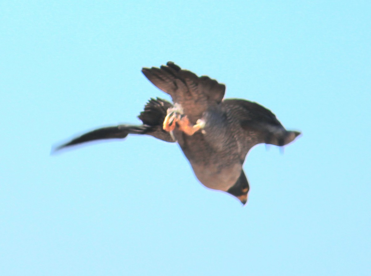 Peregrine Falcon - ML646568736