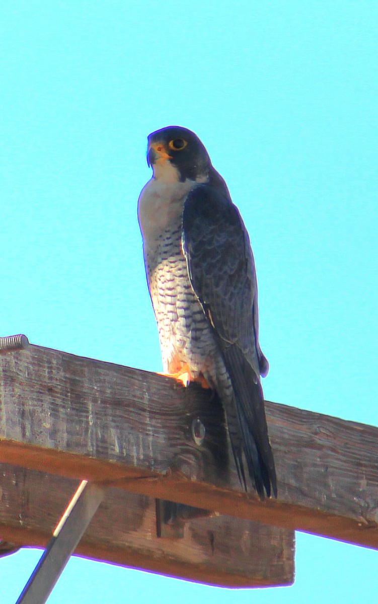 Peregrine Falcon - ML646568737