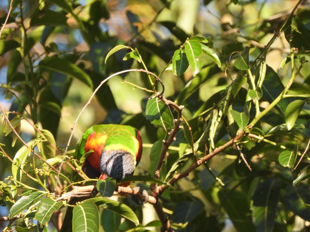 Радужный лорикет - ML646568739