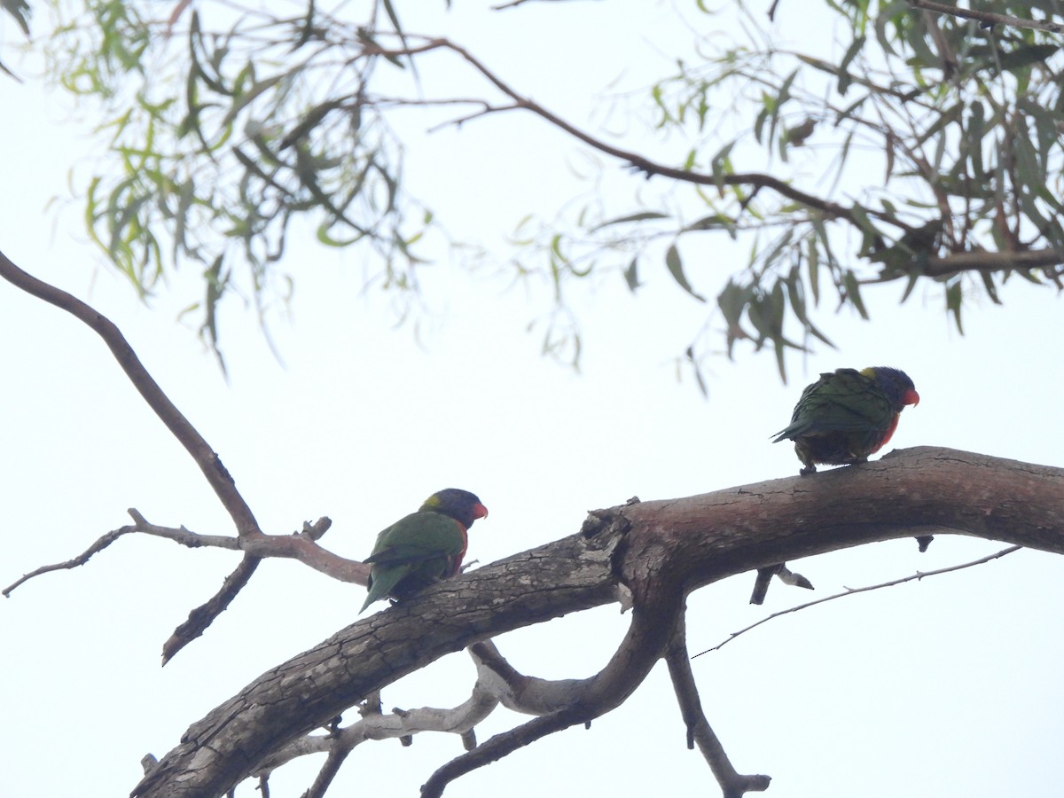 Rainbow Lorikeet - ML646568740