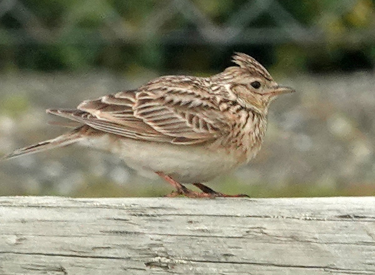 Eurasian Skylark - ML646568741