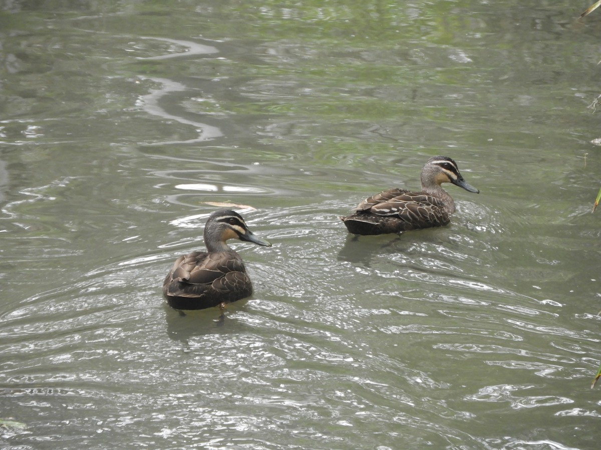 Pacific Black Duck - ML646568742