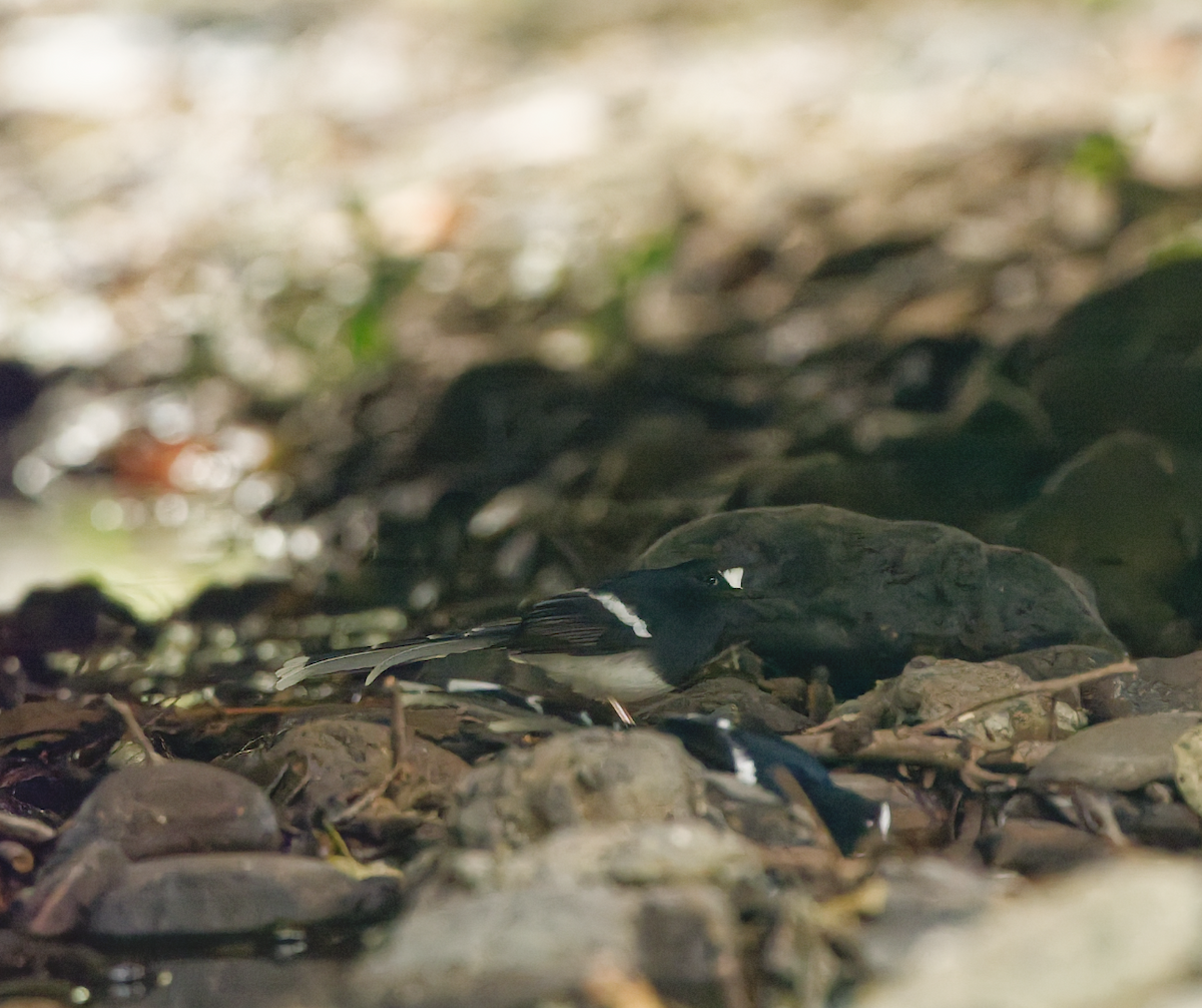White-crowned Forktail - ML646568744