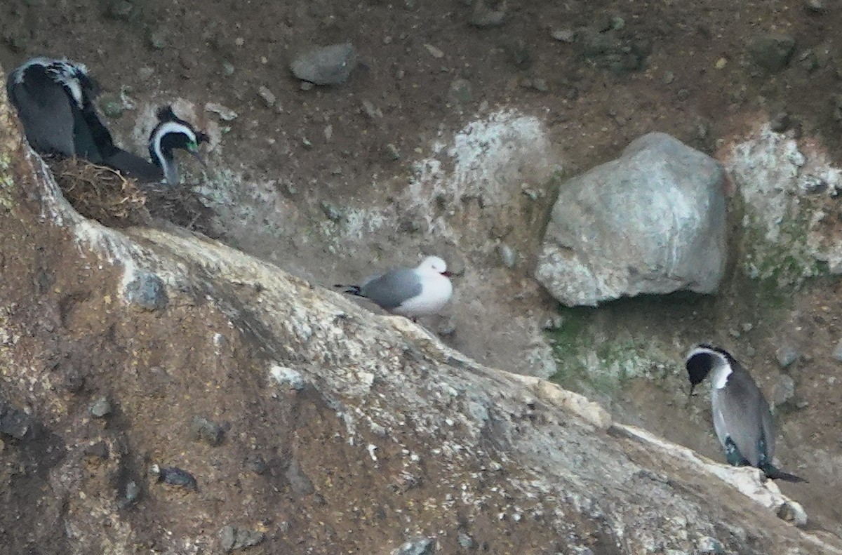 Silberkopfmöwe (scopulinus) - ML646568747