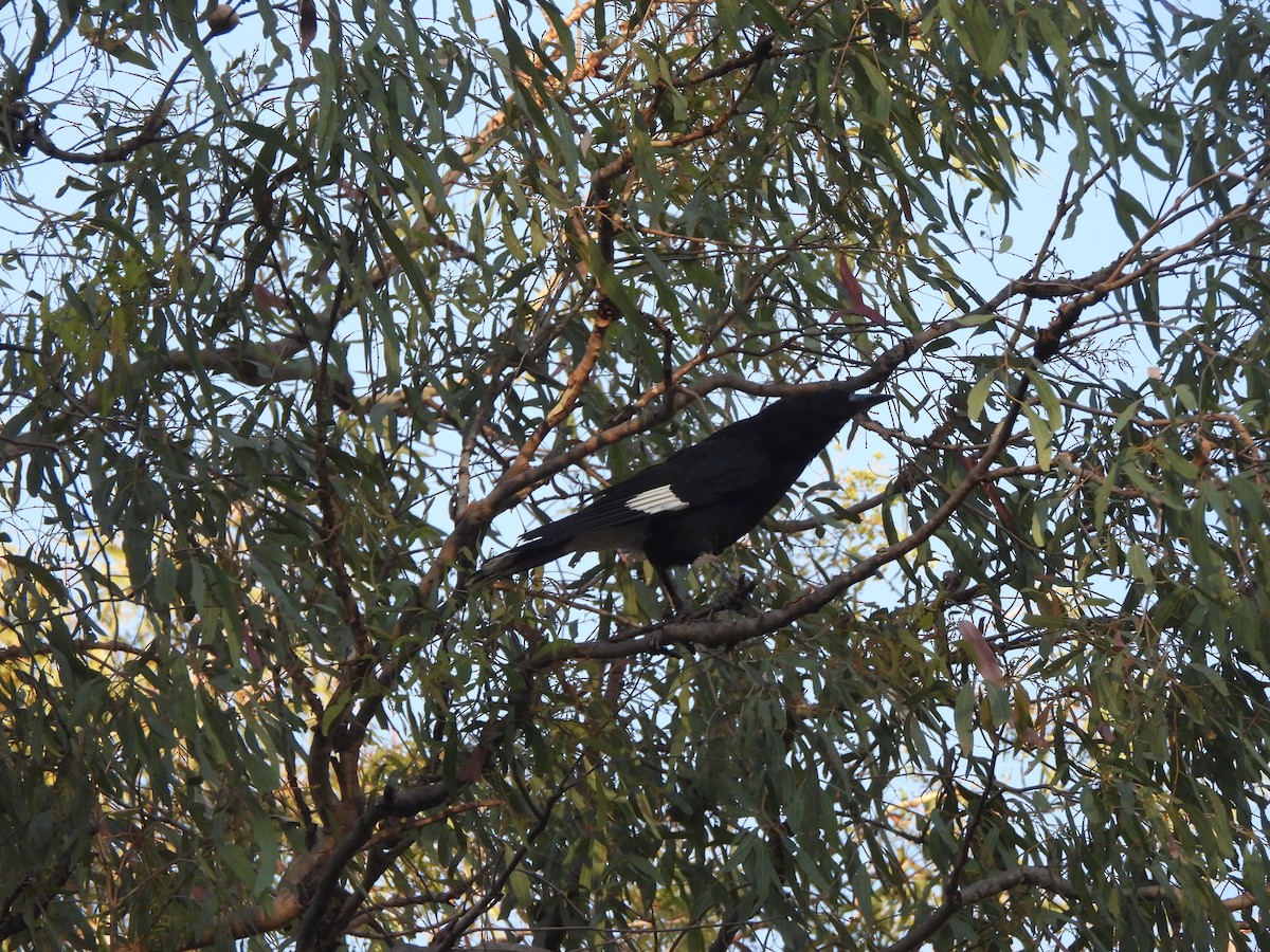 Pied Currawong - ML646568748