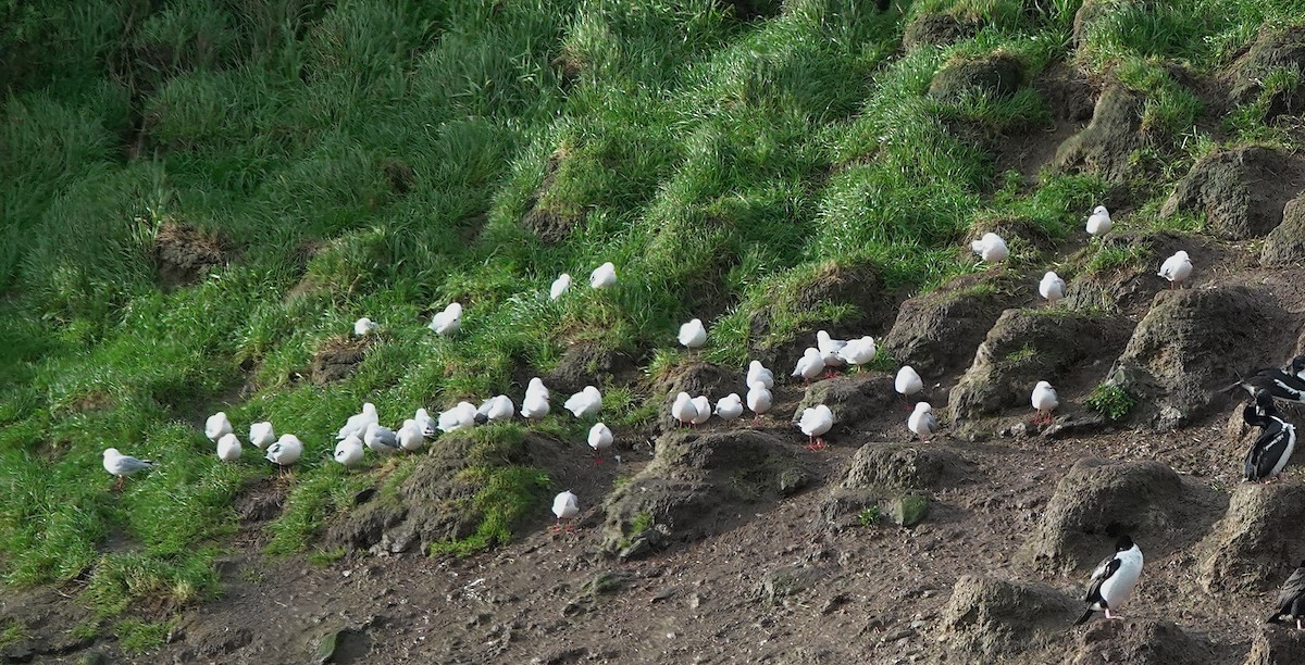 Silberkopfmöwe (scopulinus) - ML646568749