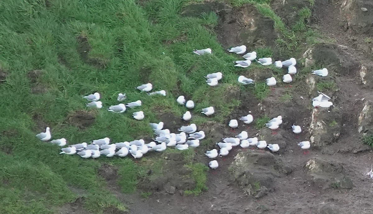 Silberkopfmöwe (scopulinus) - ML646568750