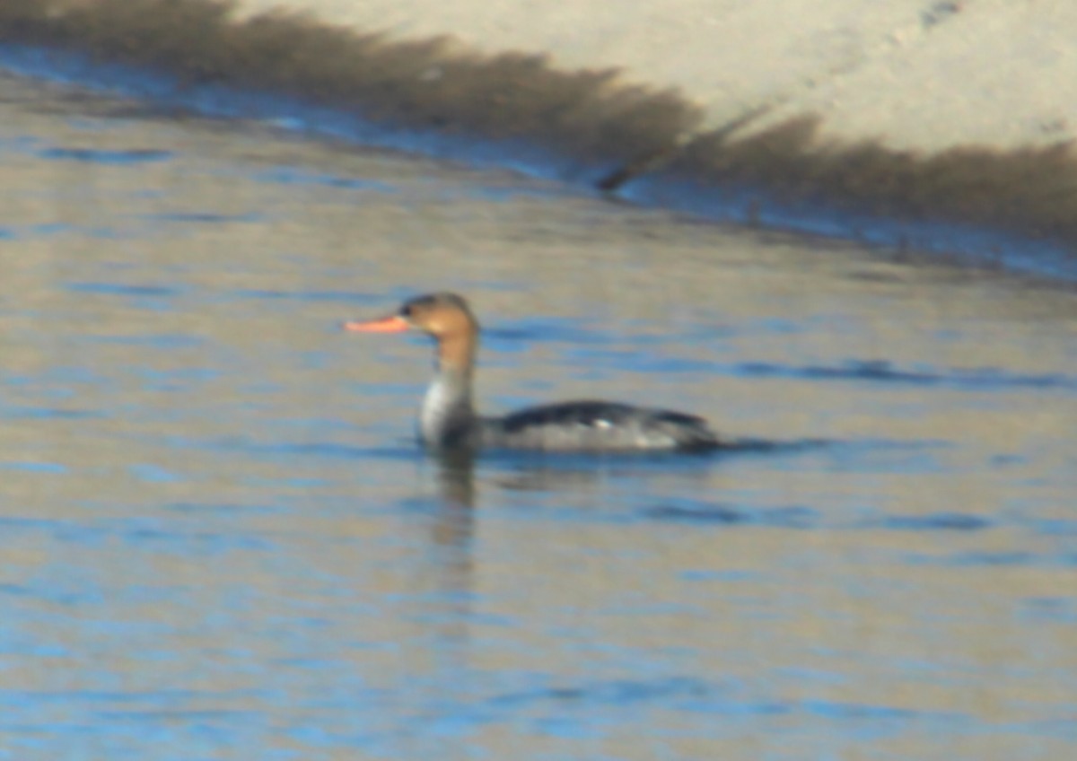 Red-breasted Merganser - ML646568765
