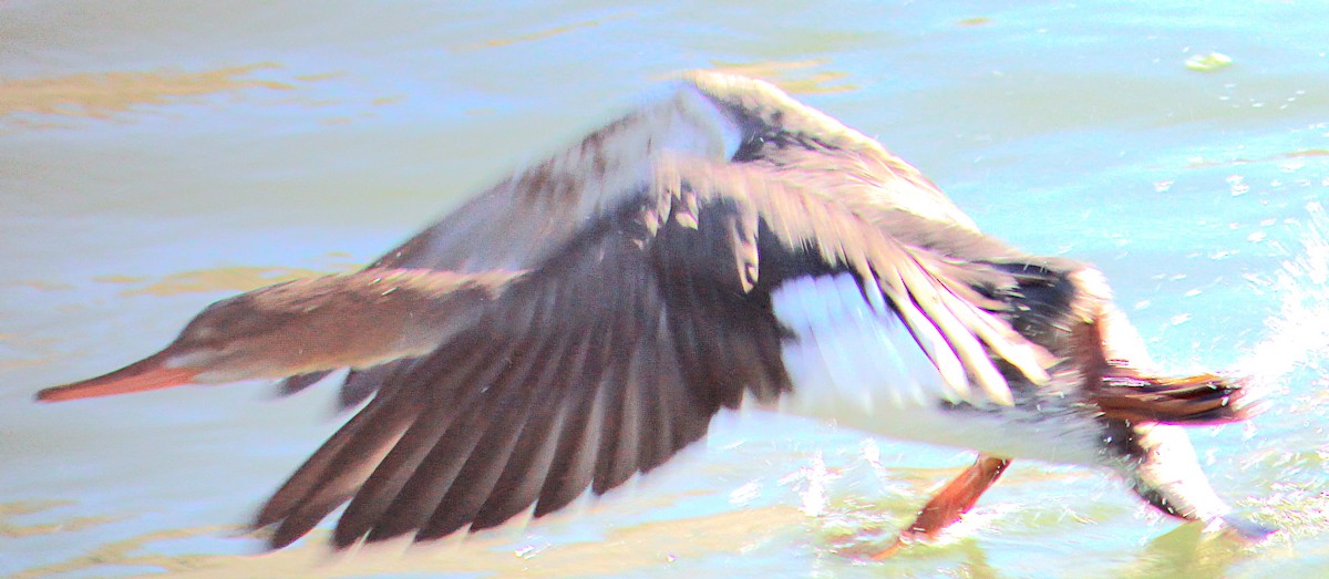 Red-breasted Merganser - ML646568766